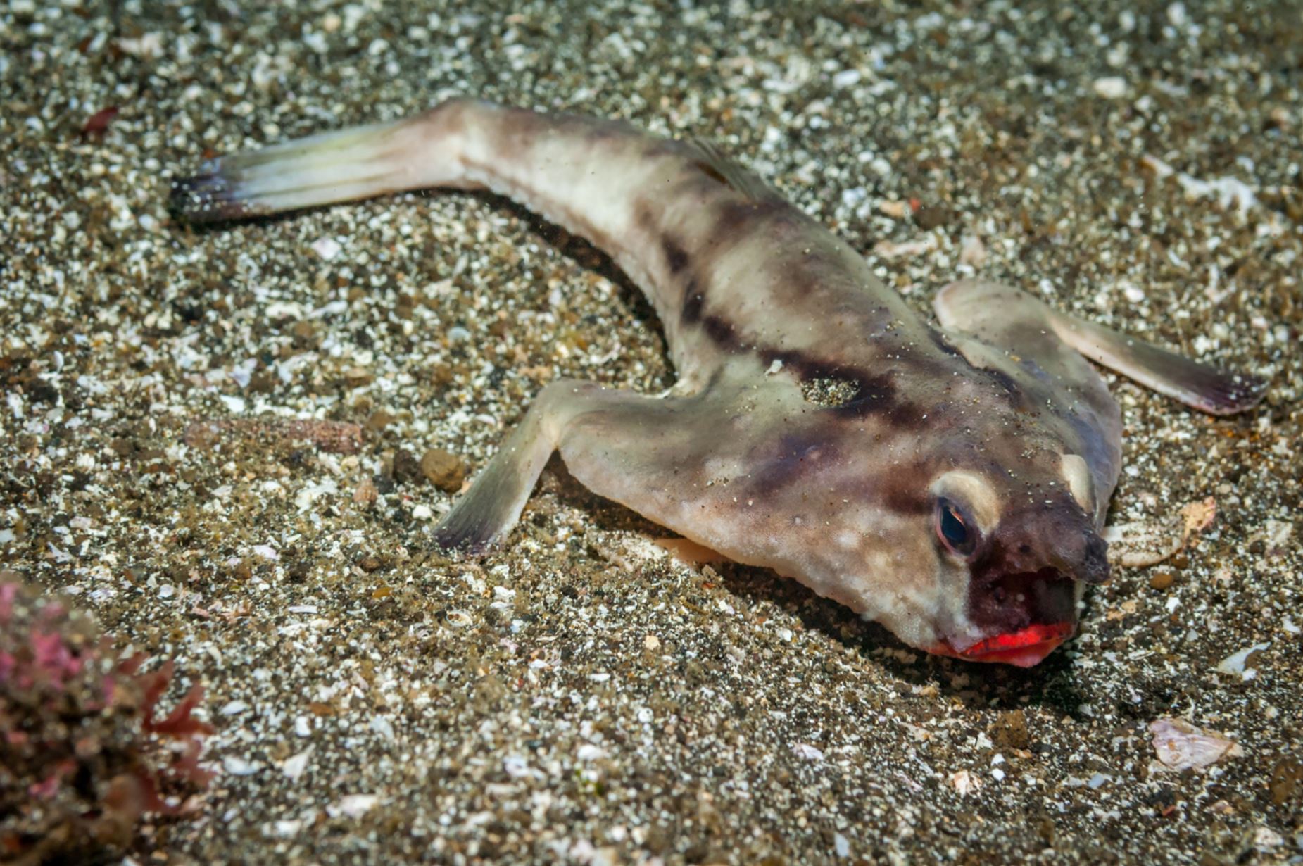 rotlippen-fledermausfisch-galapagos-kreuzfahrten